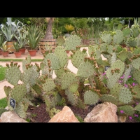 Opuntia Phaeacantha (var. Discata) (fam Cactacees) (Sud des USA) (01)